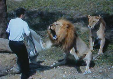Man bitten by lion