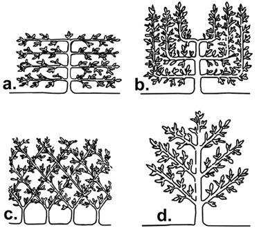 Espailer Types