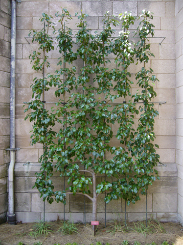 Pear Tree